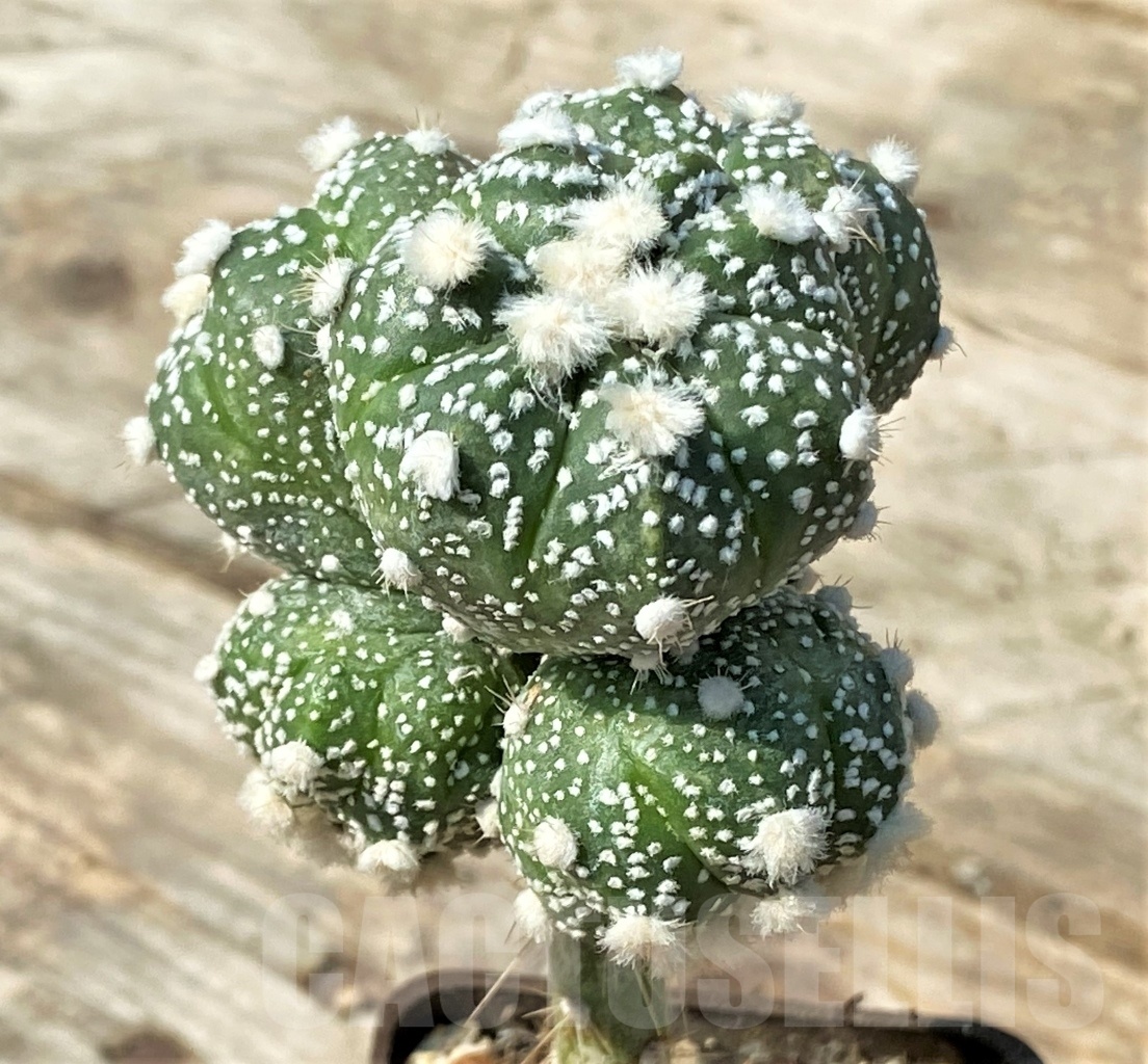 SHPR12538 Astrophytum asterias 'Ooibo', grafted - Imagen 3