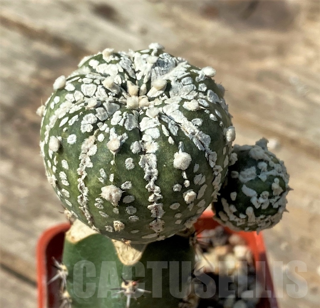 SHPR12540 Astrophytum asterias 'Super Kabuto', grafted - Image 2