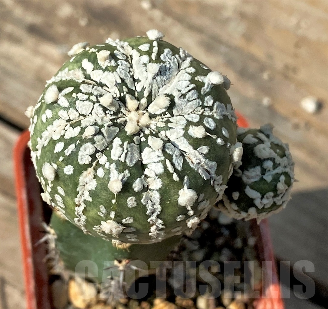 SHPR12540 Astrophytum asterias 'Super Kabuto', grafted
