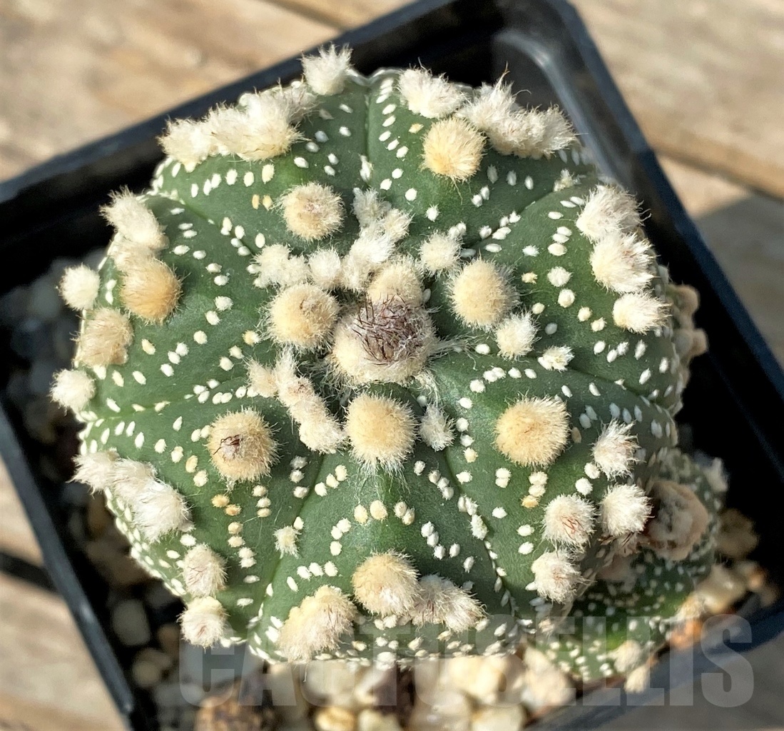 SHPR12541 Astrophytum asterias 'Hanazono', grafted