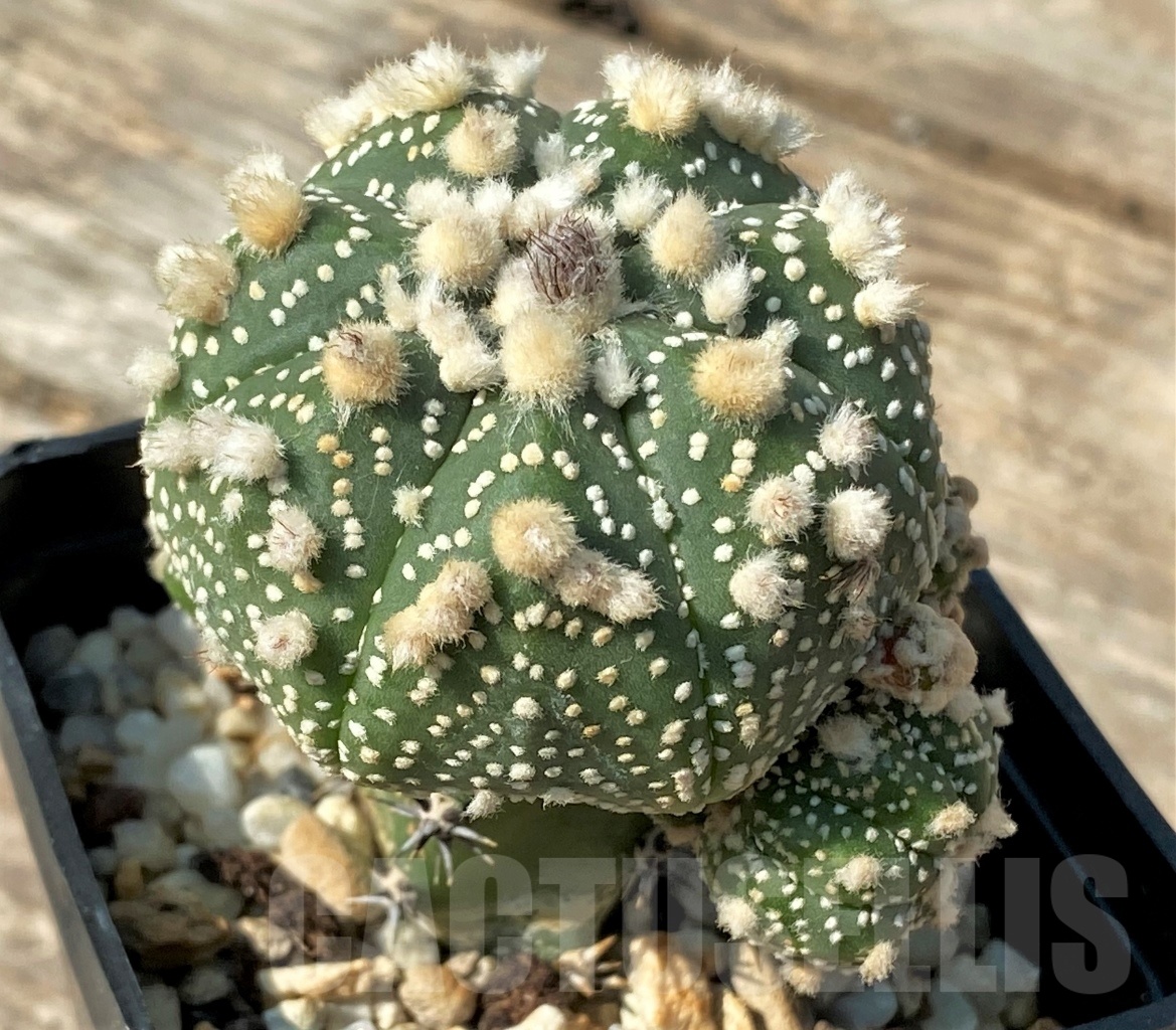 SHPR12541 Astrophytum asterias 'Hanazono', grafted - Image 2
