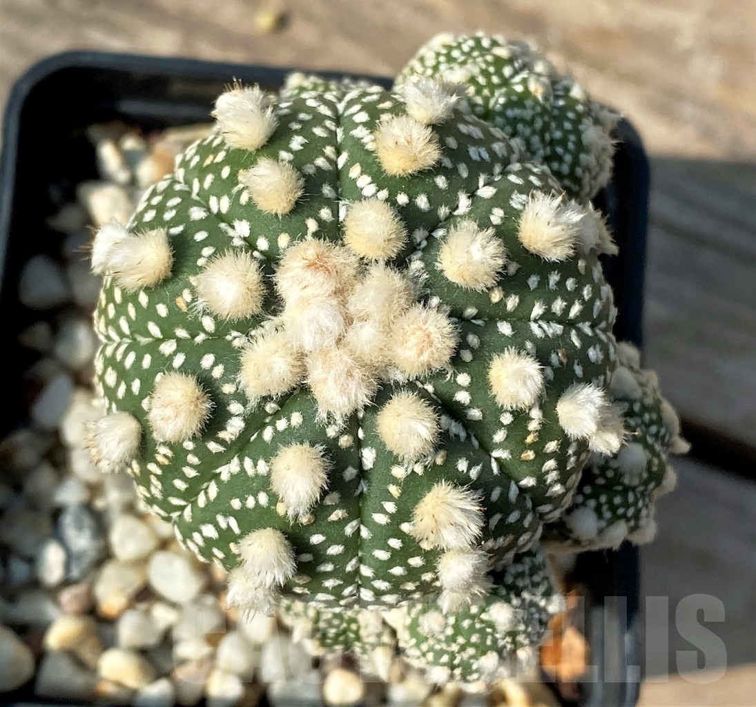 SHPR12542 Astrophytum asterias 'Ooibo', grafted