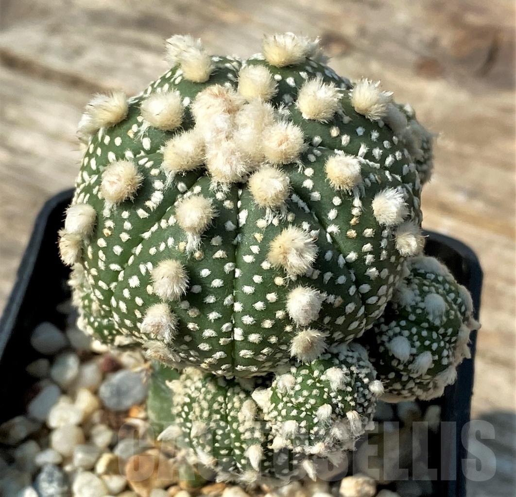 SHPR12542 Astrophytum asterias 'Ooibo', grafted - Image 2