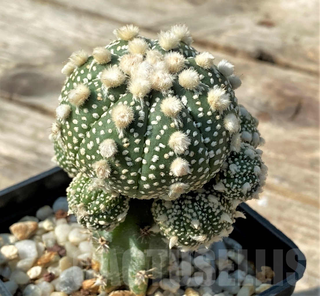 SHPR12542 Astrophytum asterias 'Ooibo', grafted - Image 3