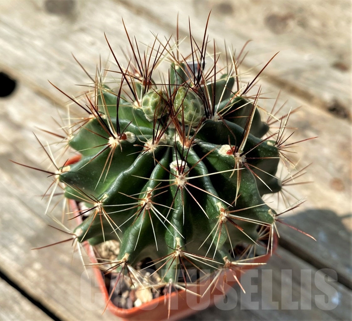 SHPR12543 Hamatocactus hamatocanthus