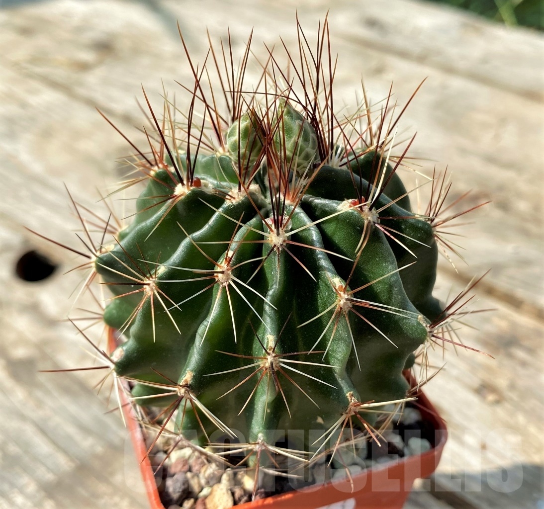 SHPR12543 Hamatocactus hamatocanthus - Зображення 2