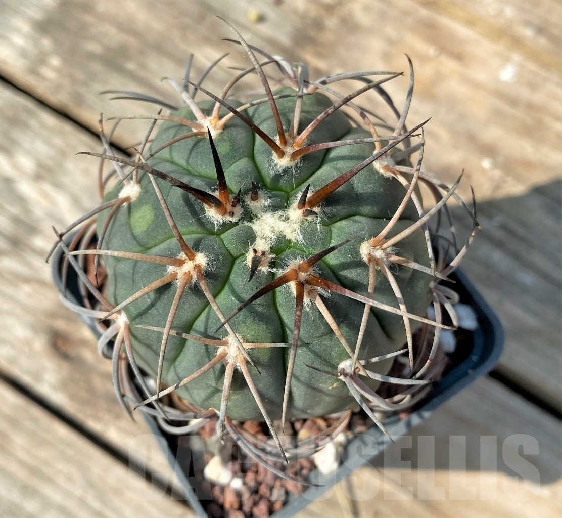 SHPR12544 Gymnocalycium spegazzinii v. horizonthalonium