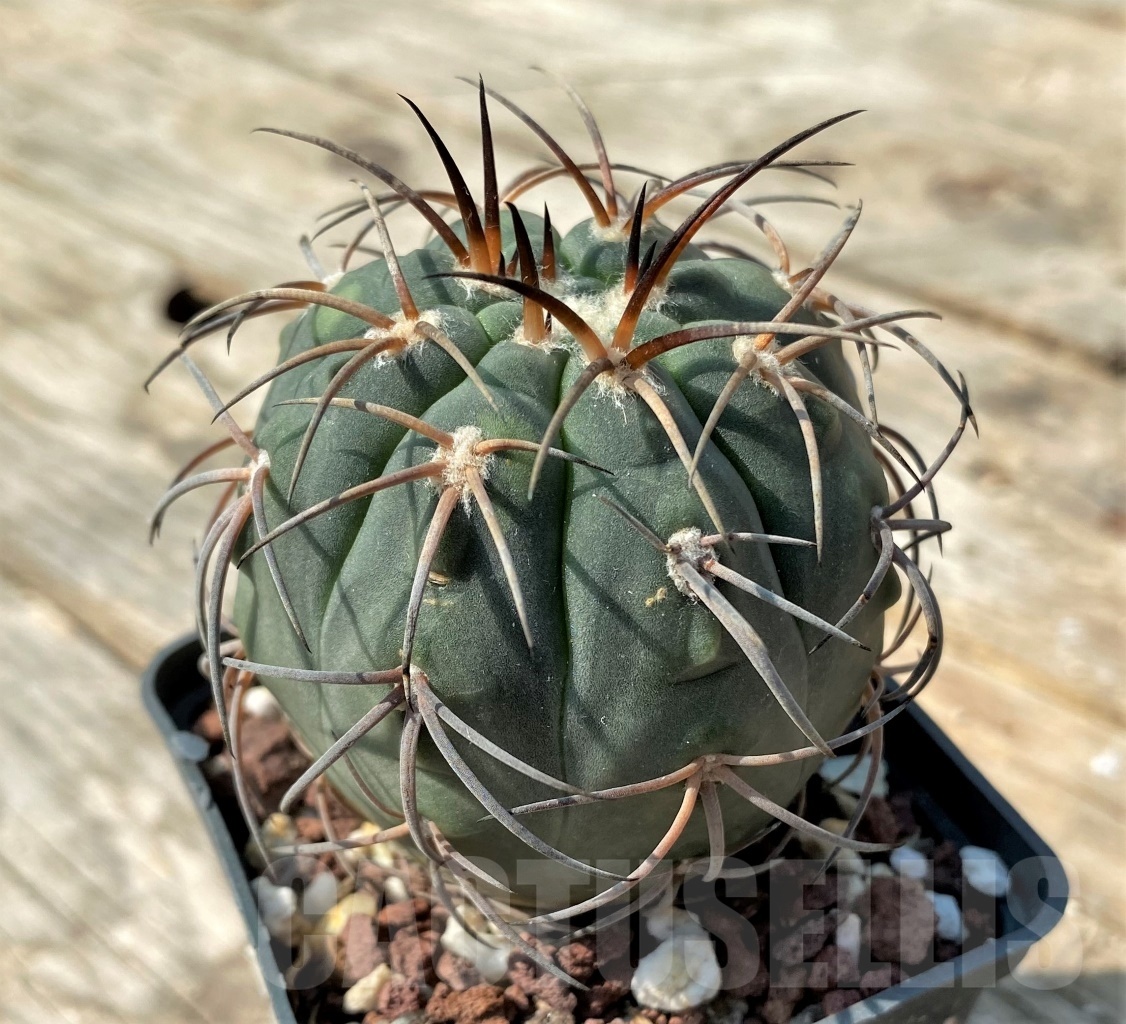 SHPR12544 Gymnocalycium spegazzinii v. horizonthalonium - Obrázek 2