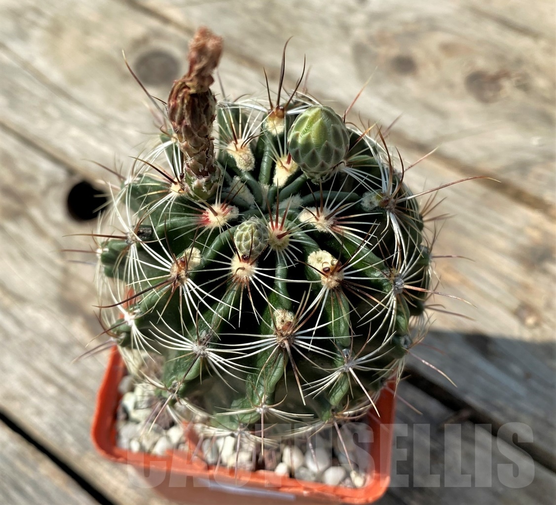 SHPR12545 Hamatocactus hamatocanthus