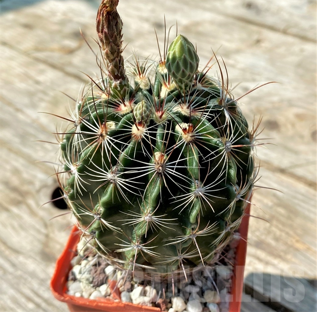 SHPR12545 Hamatocactus hamatocanthus - Зображення 2