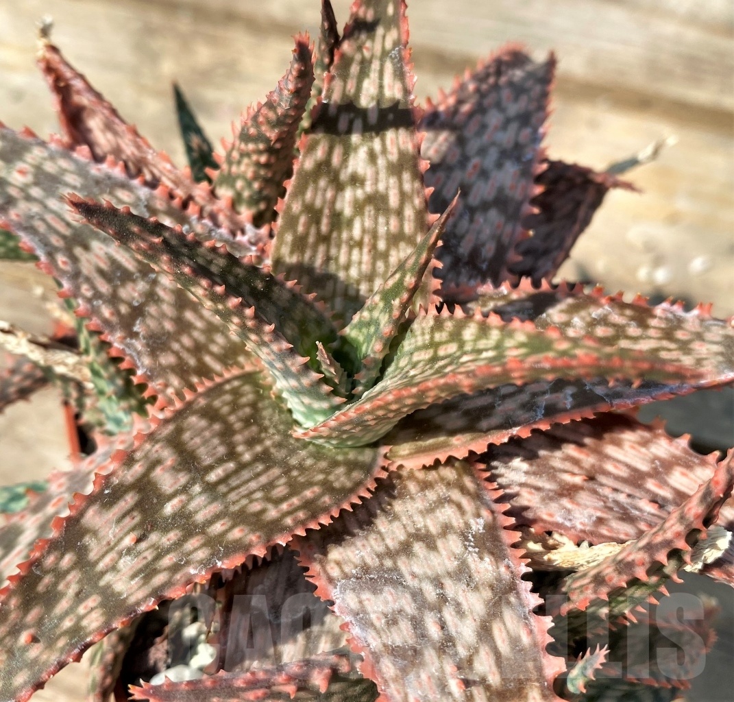 SHPR12546 Aloe hybrid