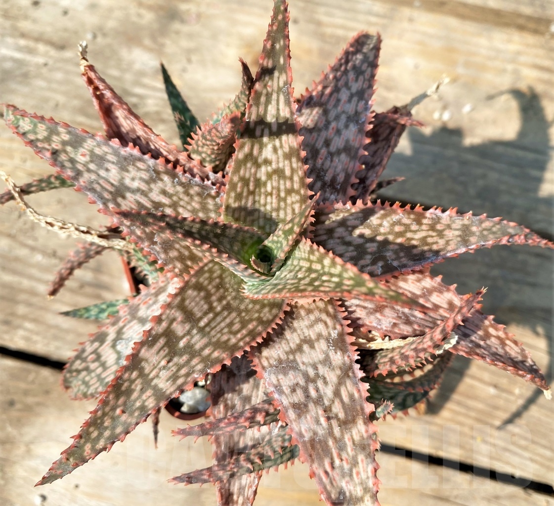 SHPR12546 Aloe hybrid - Obrázek 2