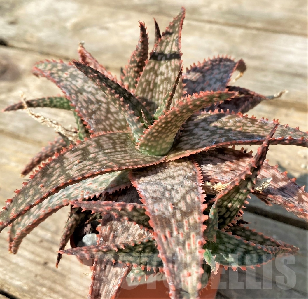 SHPR12546 Aloe hybrid - Obrázek 3