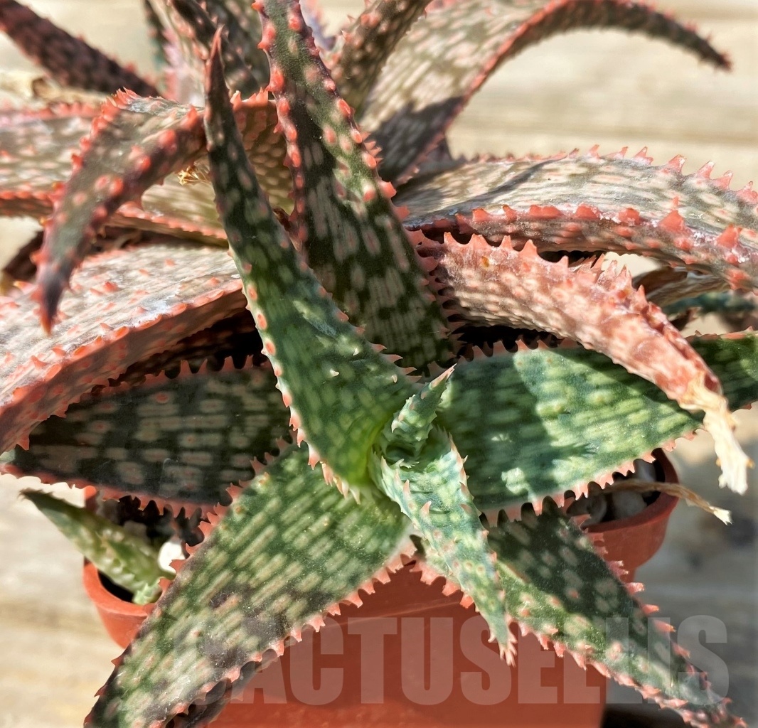 SHPR12546 Aloe hybrid - Obrázek 4