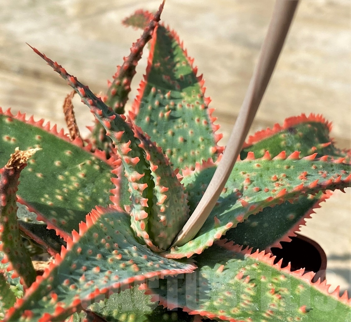 SHPR12547 Aloe ‘Christmas Carol'