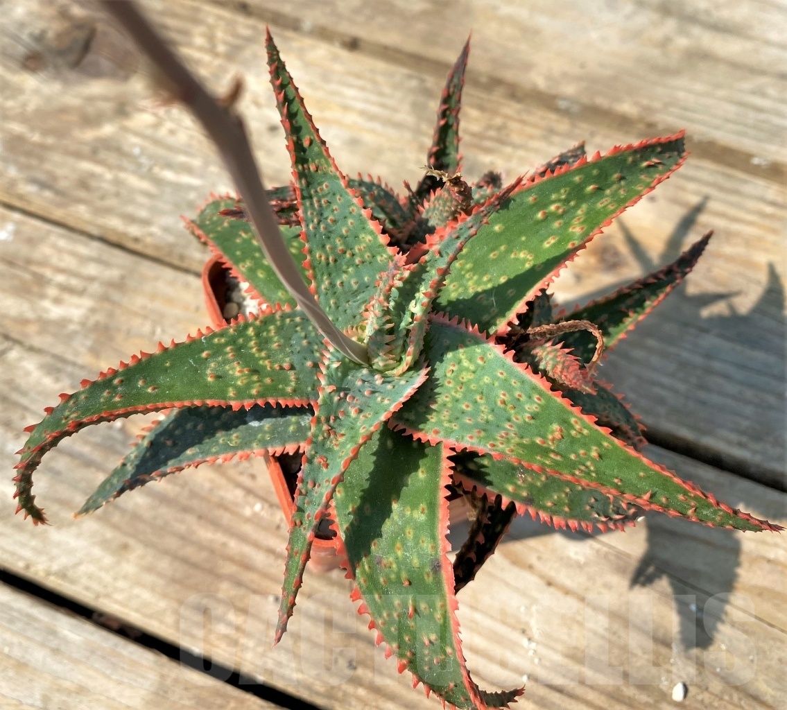 SHPR12547 Aloe ‘Christmas Carol' - Obrázek 2