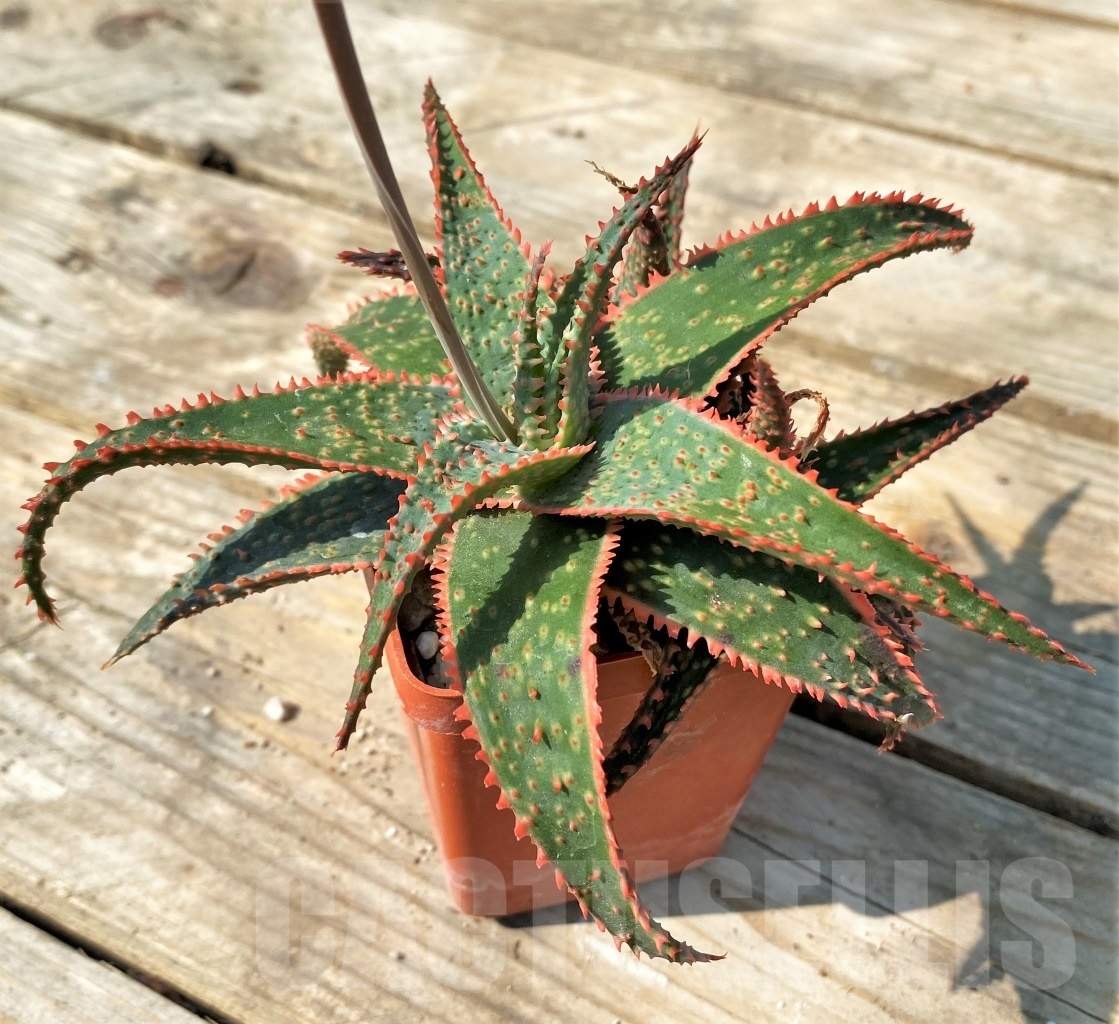 SHPR12547 Aloe ‘Christmas Carol' - Obrázek 3