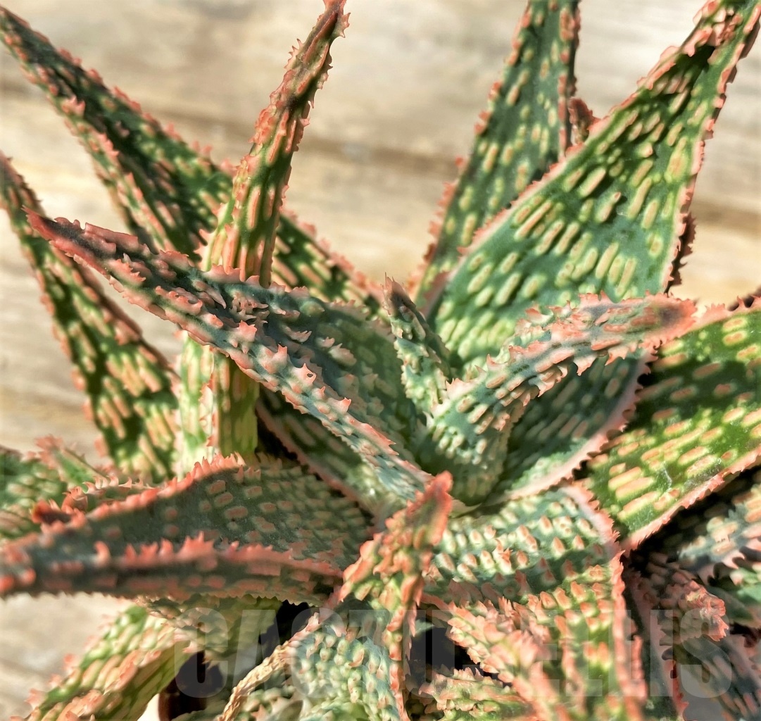 SHPR12548 Aloe hybrid