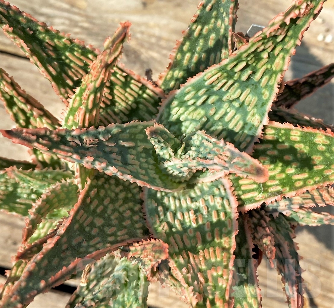 SHPR12548 Aloe hybrid – Image 2