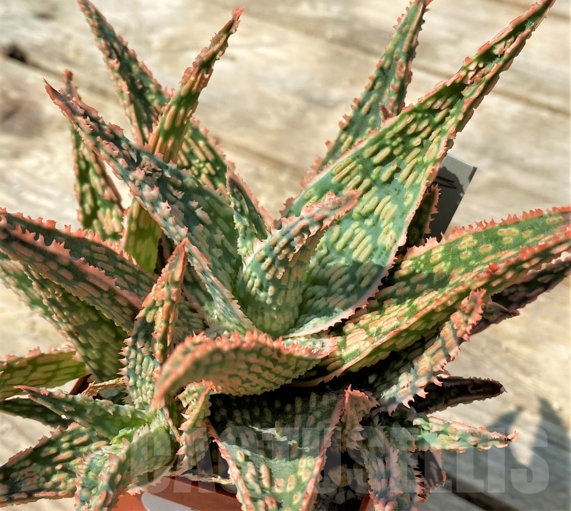 SHPR12548 Aloe hybrid – Image 3