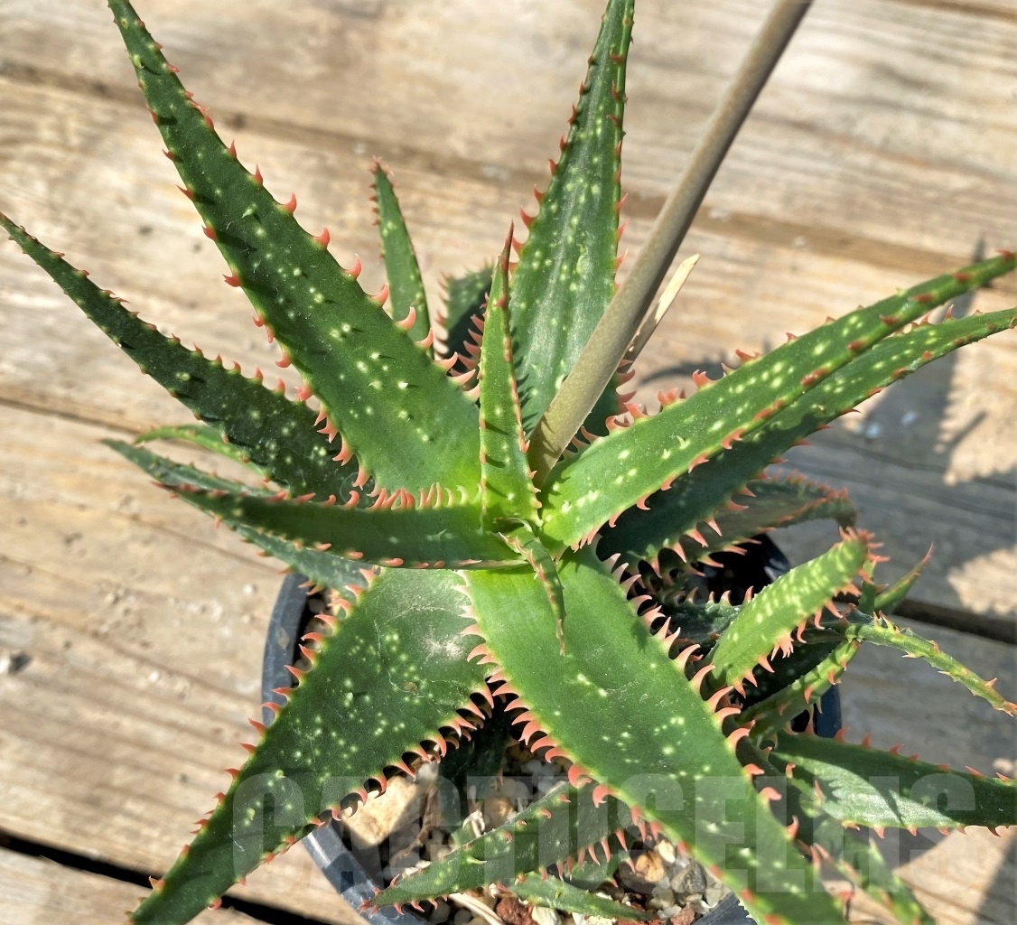 SHPR12550 Aloe hybrid - Image 3