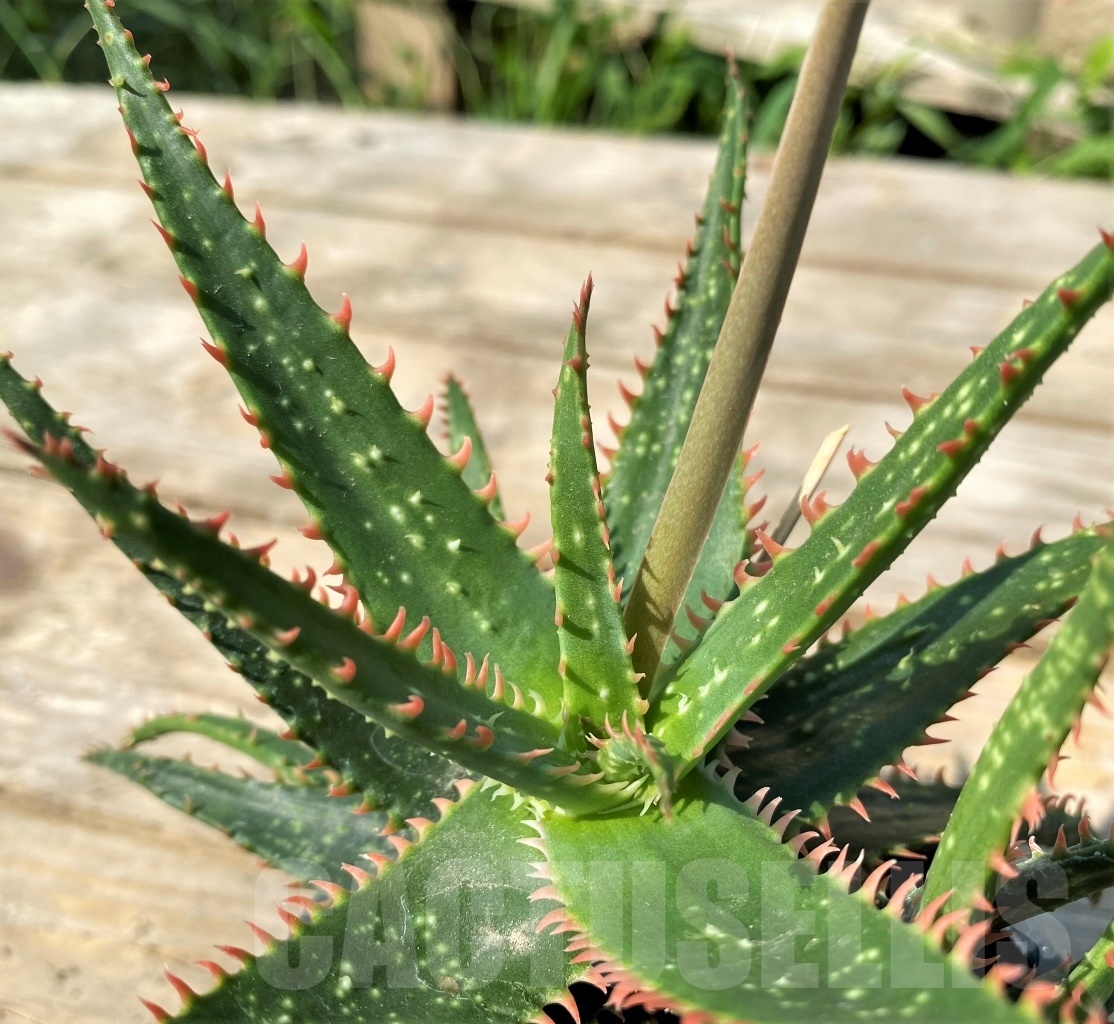 SHPR12550 Aloe hybrid