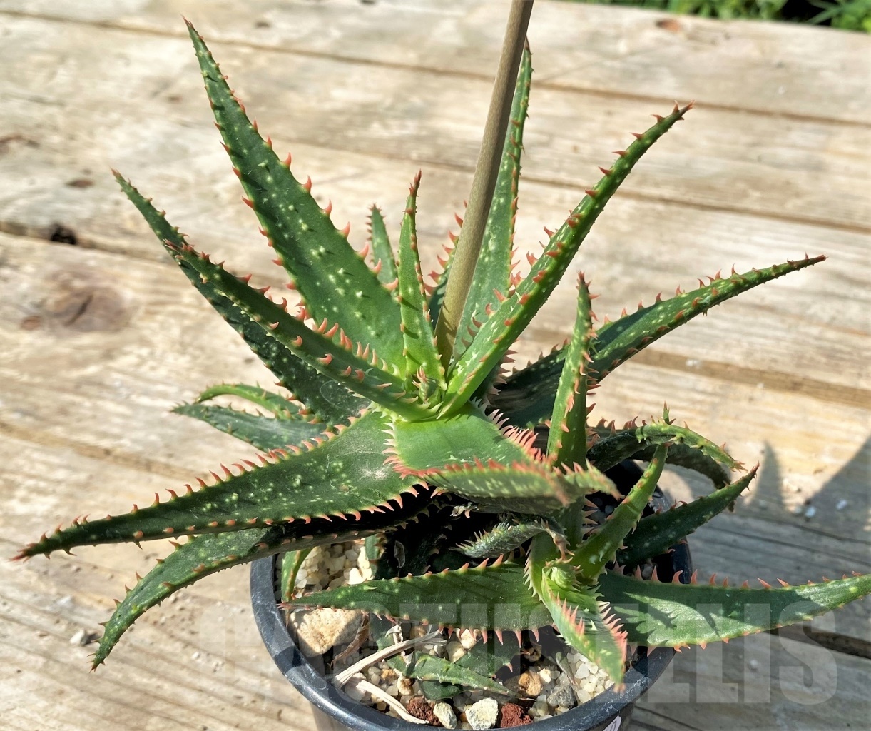 SHPR12550 Aloe hybrid - Image 2