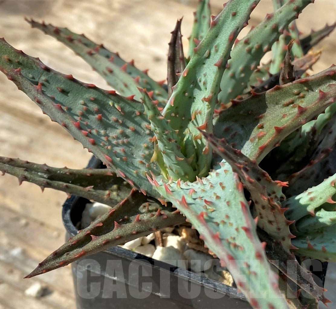 SHPR12551 Aloe hybrid