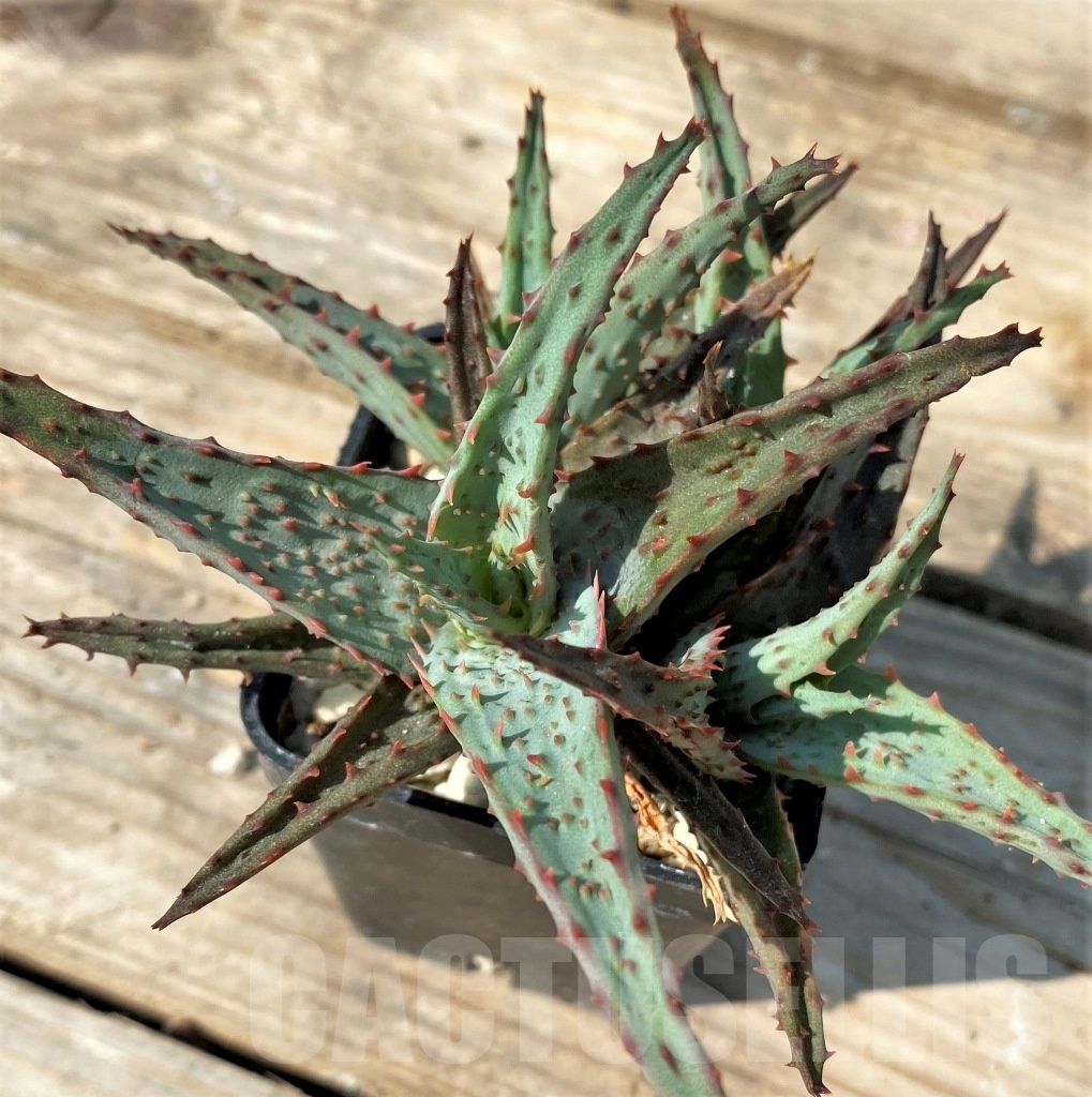 SHPR12551 Aloe hybrid - Image 3