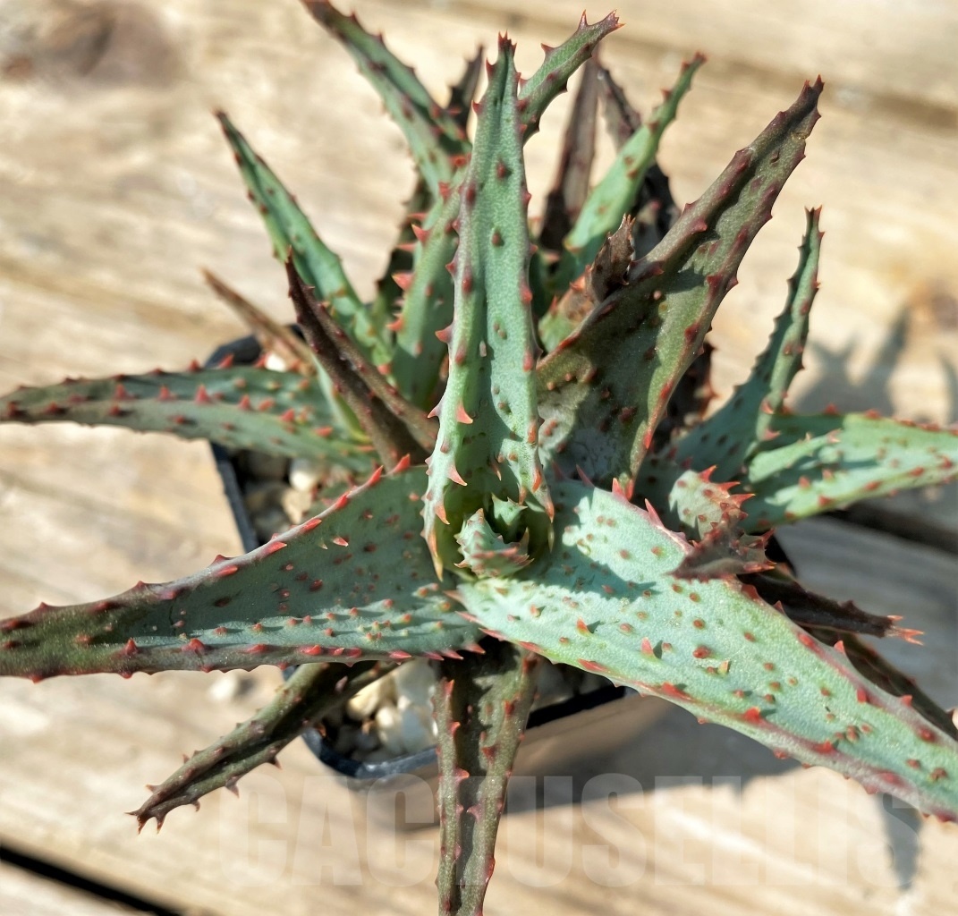 SHPR12551 Aloe hybrid - Image 2