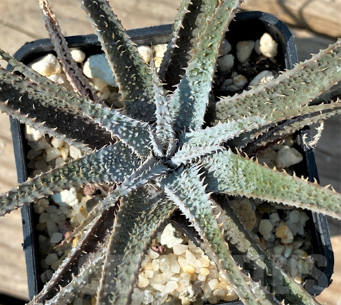 SHPR12552 Aloe parvula