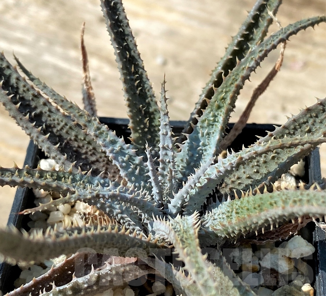 SHPR12552 Aloe parvula - Image 2