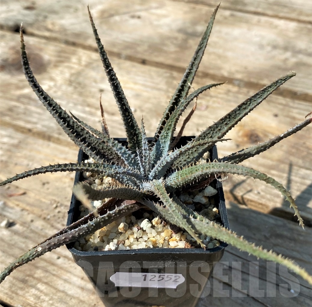 SHPR12552 Aloe parvula - Image 3