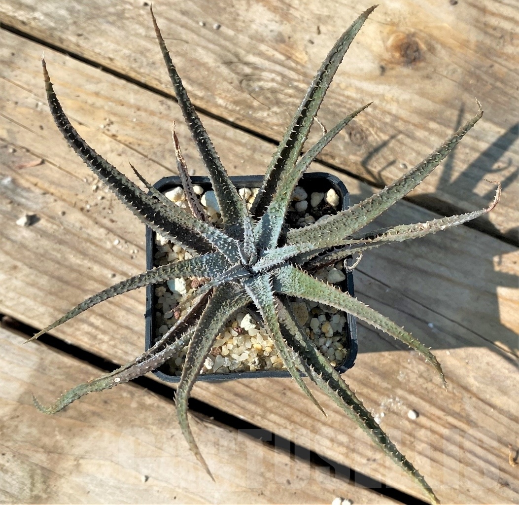 SHPR12552 Aloe parvula - Image 4