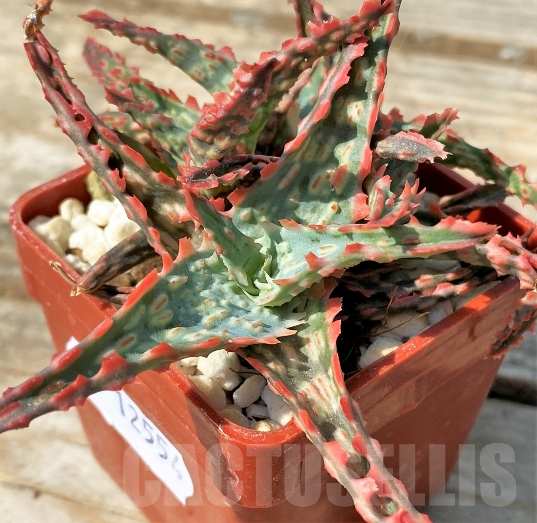 SHPR12554 Aloe hybrid