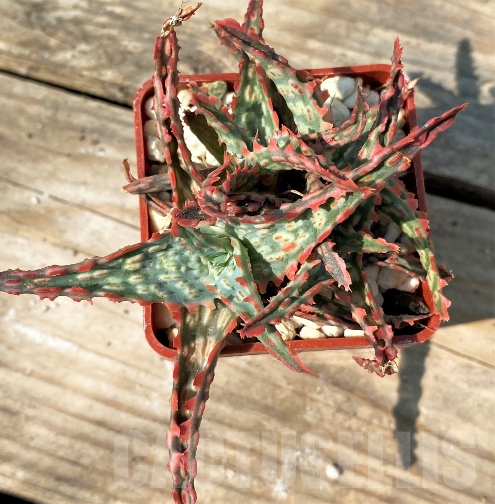 SHPR12554 Aloe hybrid - immagine 2