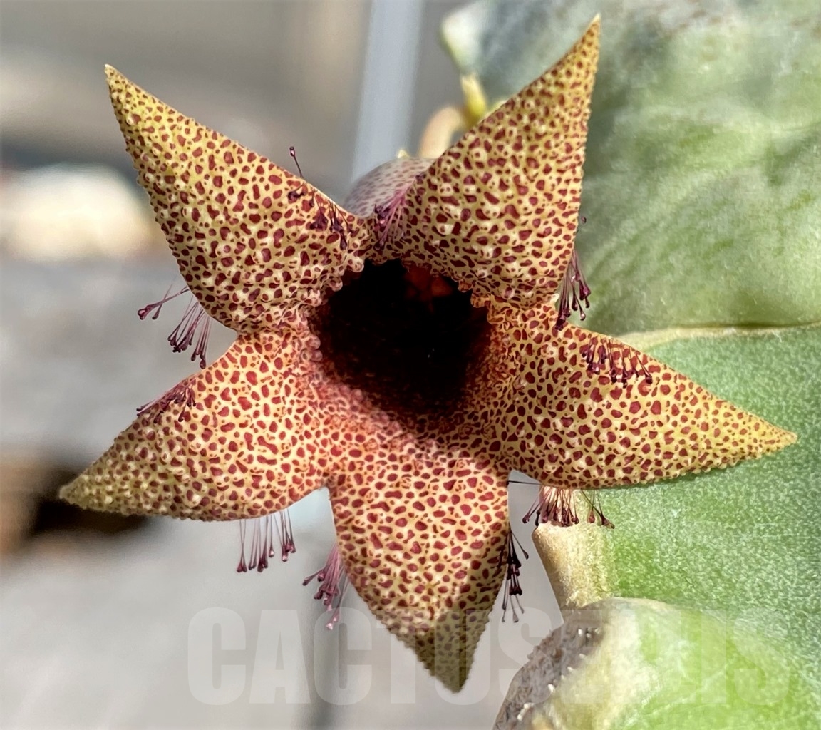 SHPR6777 Whitesloanea crassa, Northern Somalia, grafted