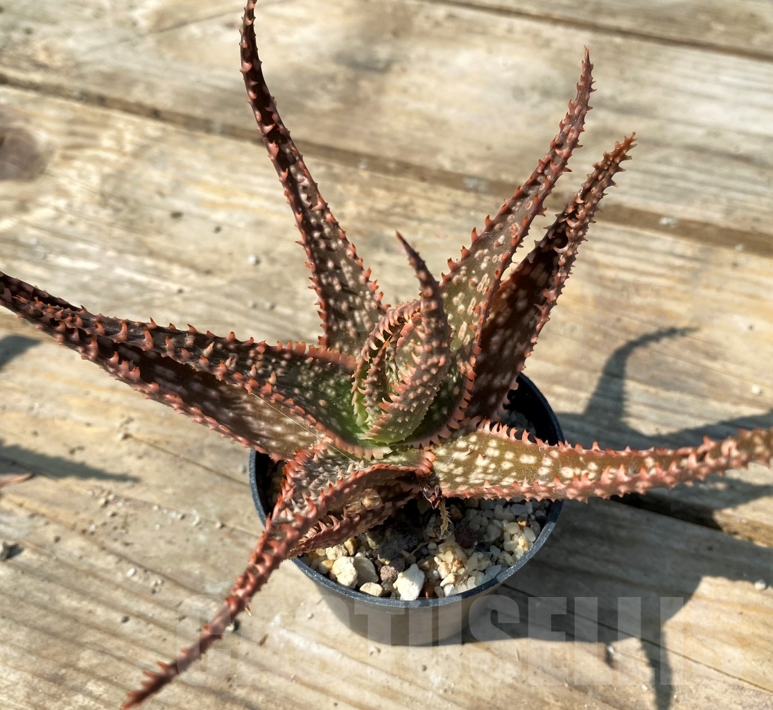 SHPR12556 Aloe hybrid - Image 2