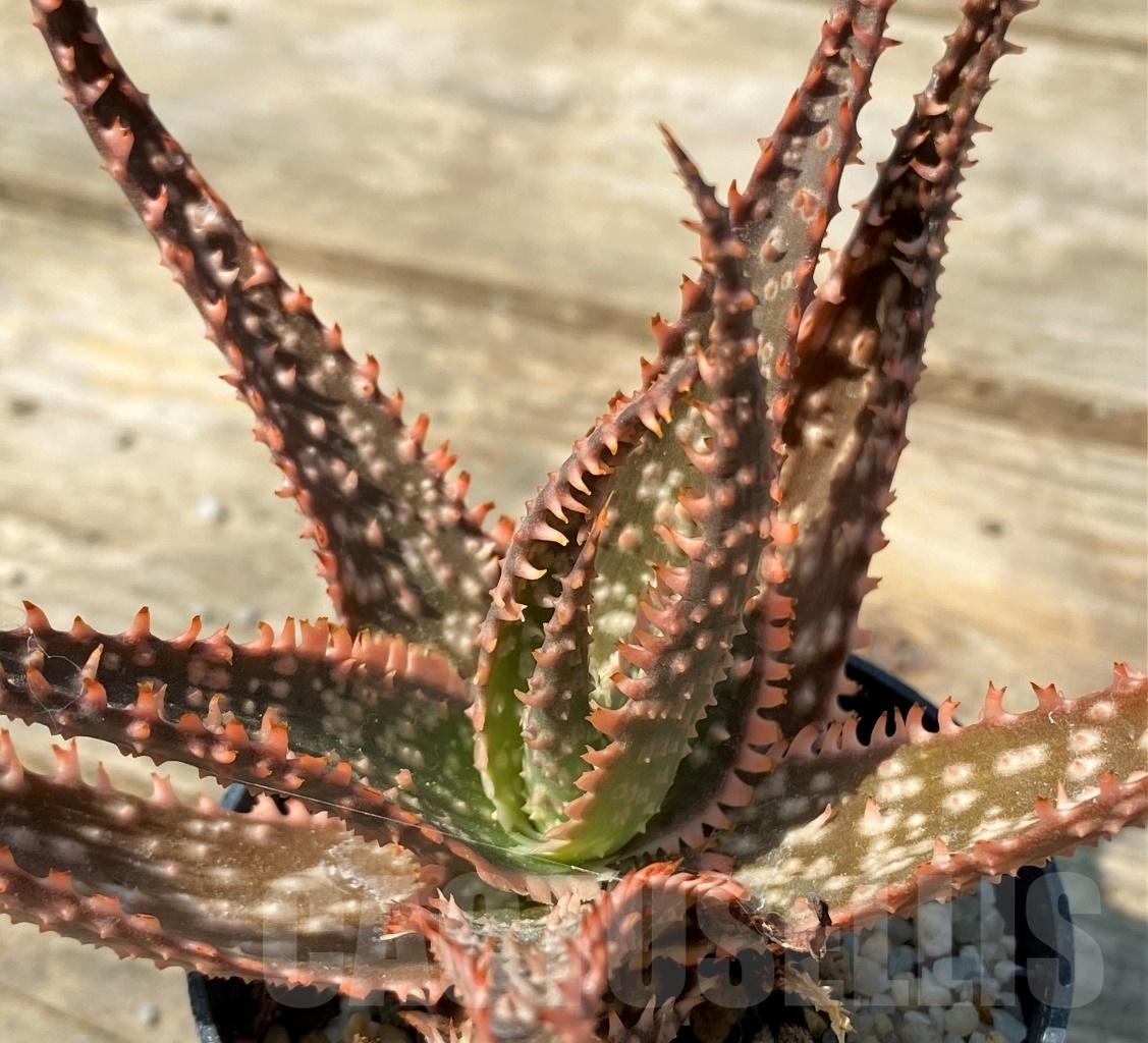 SHPR12556 Aloe hybrid