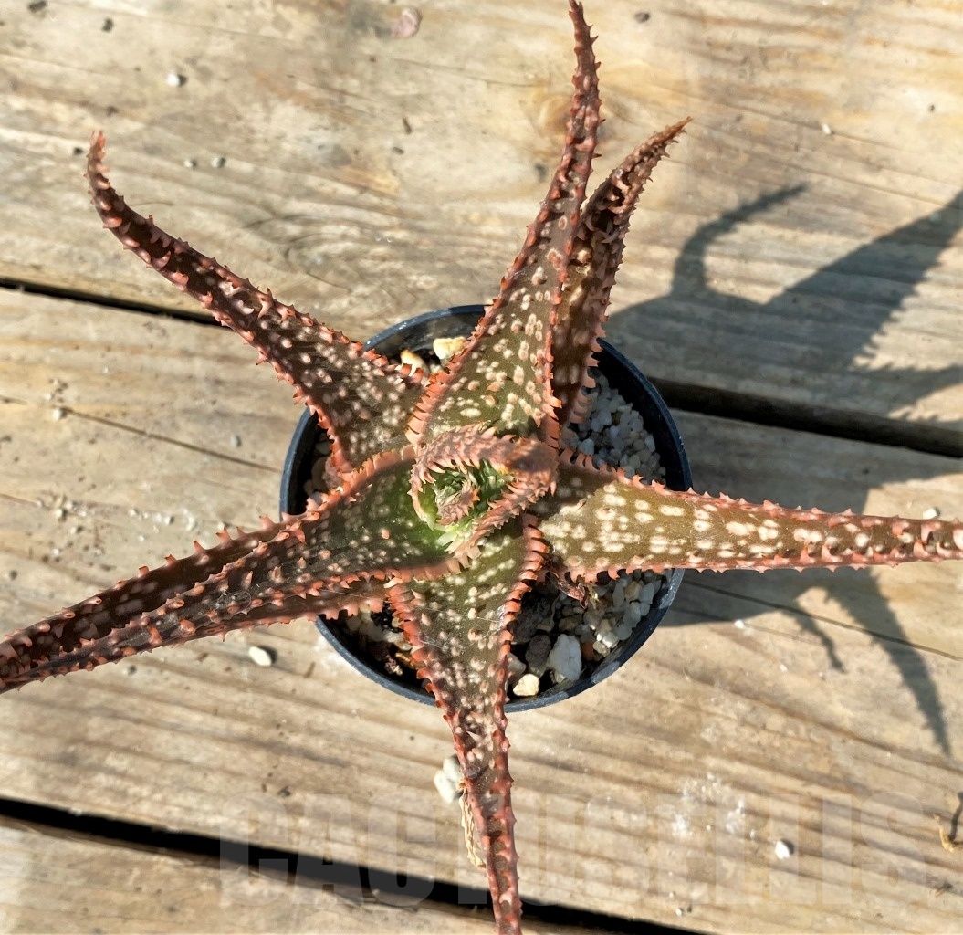 SHPR12556 Aloe hybrid - Image 3