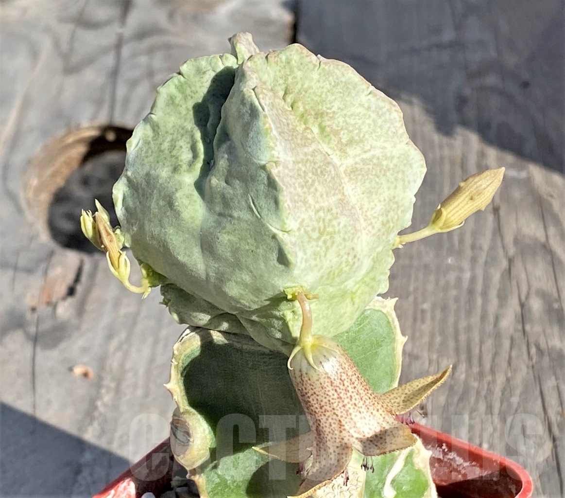 SHPR6777 Whitesloanea crassa, Northern Somalia, grafted - Image 2