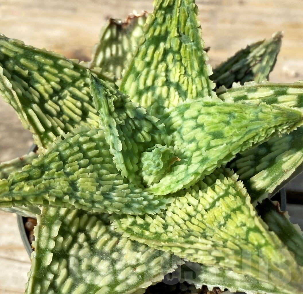 SHPR12557 Aloe hybrid
