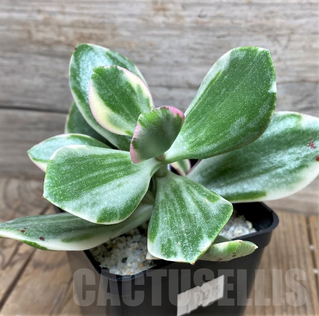 SHPR12215 Crassula ovata white variegated - Image 2