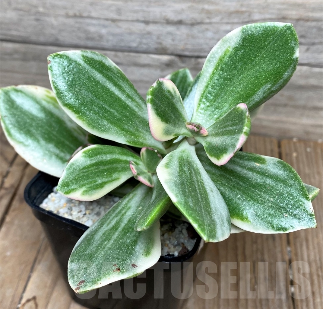 SHPR12215 Crassula ovata white variegated