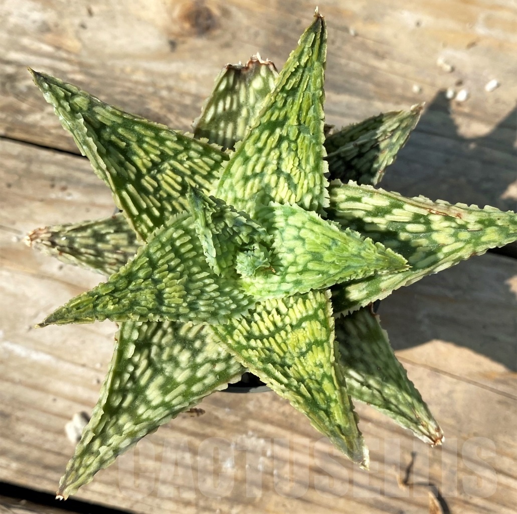 SHPR12557 Aloe hybrid - Image 2