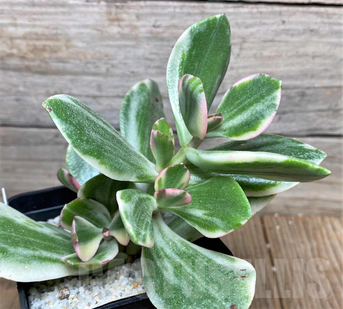 SHPR12215 Crassula ovata white variegated - Image 3
