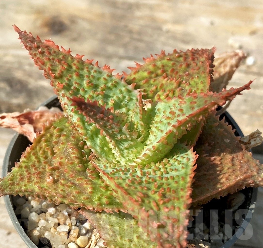 SHPR12558 Aloe hybrid