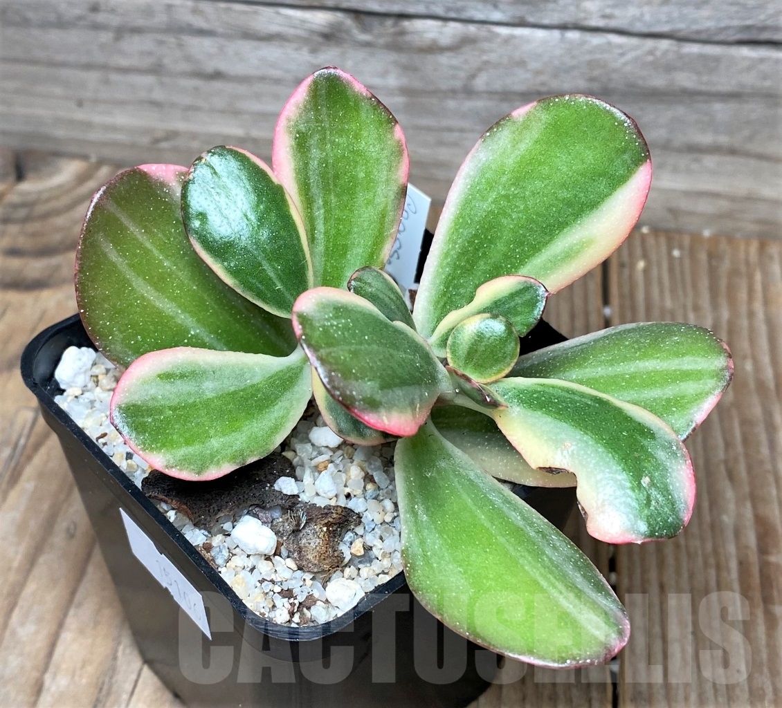 SHPR15106 Crassula ovata white variegated