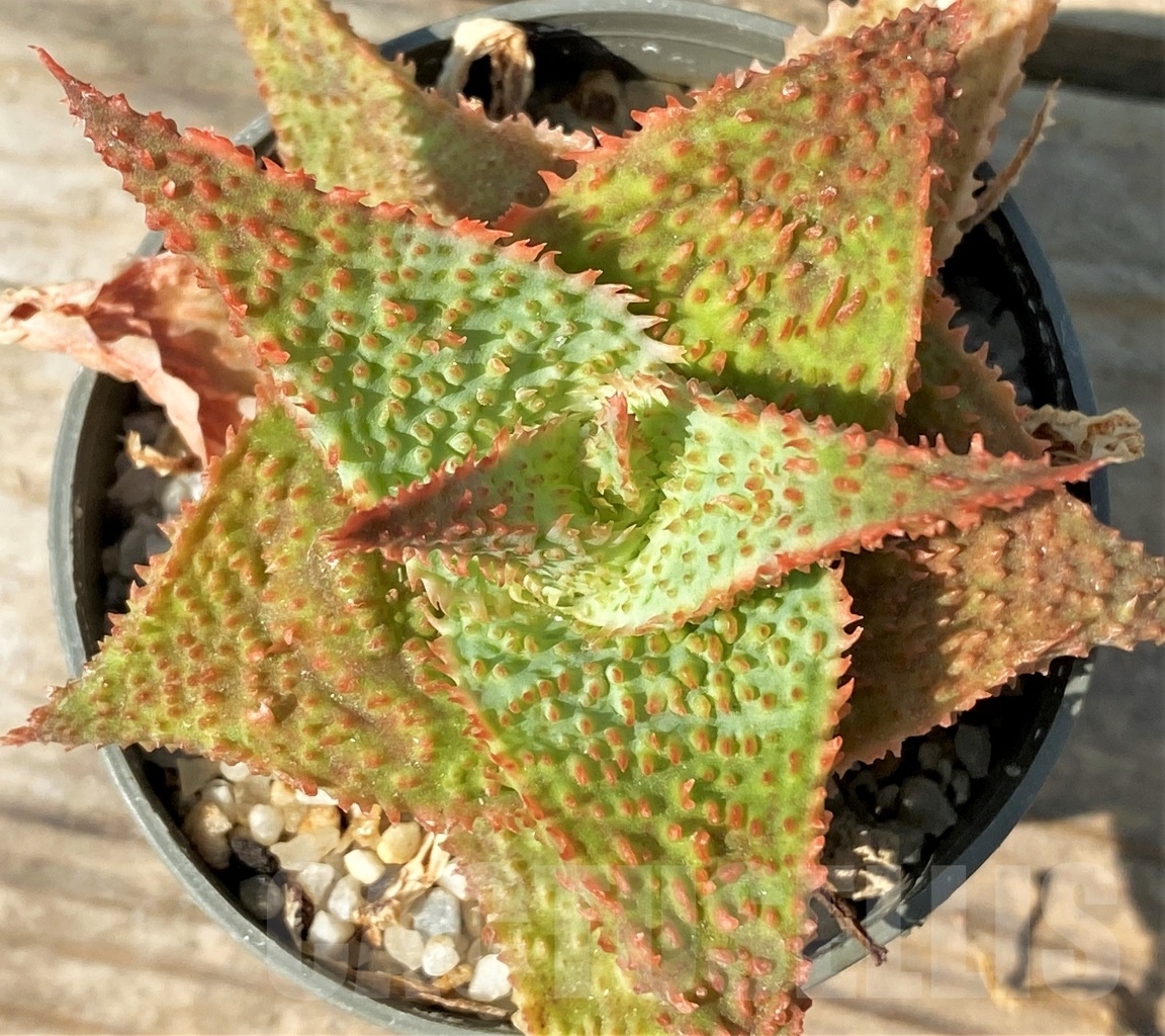 SHPR12558 Aloe hybrid - Image 2