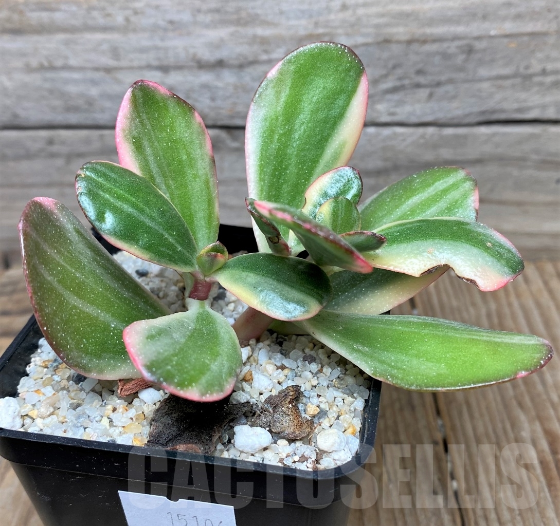 SHPR15106 Crassula ovata white variegated – Image 2